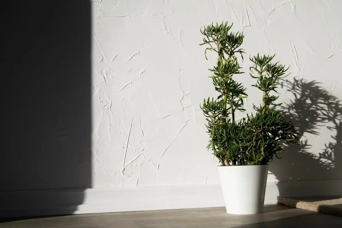 modern indoor plant containers minimal lifestyle