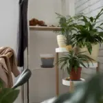 retro indoor plants in czech home