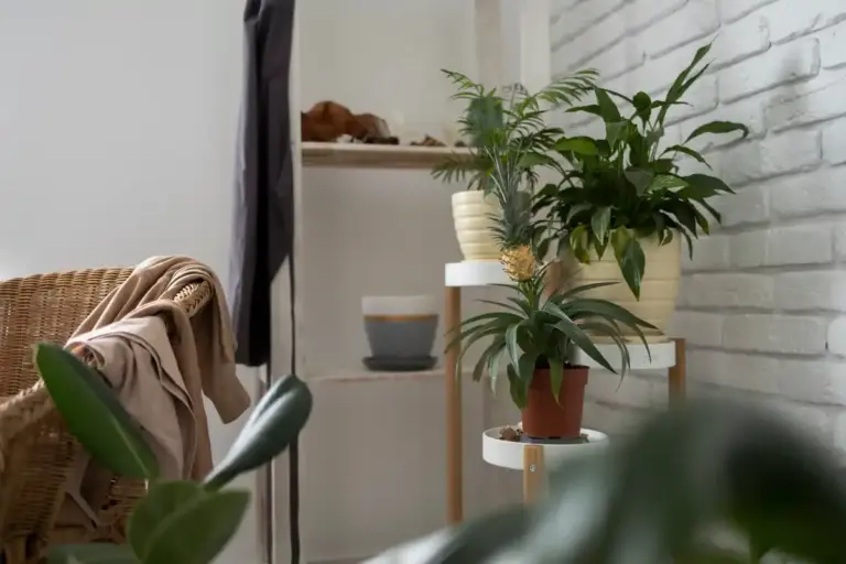 retro indoor plants in czech home
