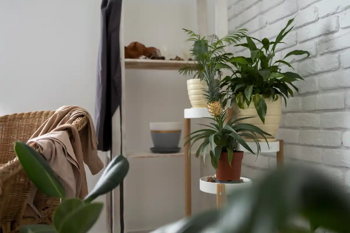 retro indoor plants in czech home