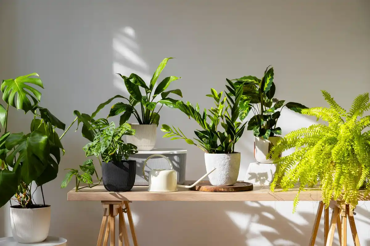 feng shui plants modern living room cozy flat
