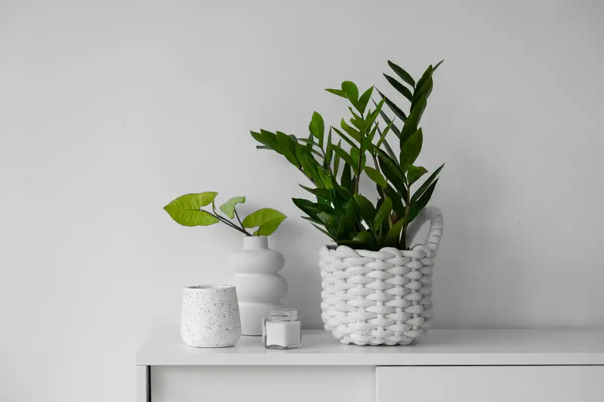 indoor jade plant feng shui modern home window