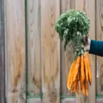czech heirloom vegetable seeds garden