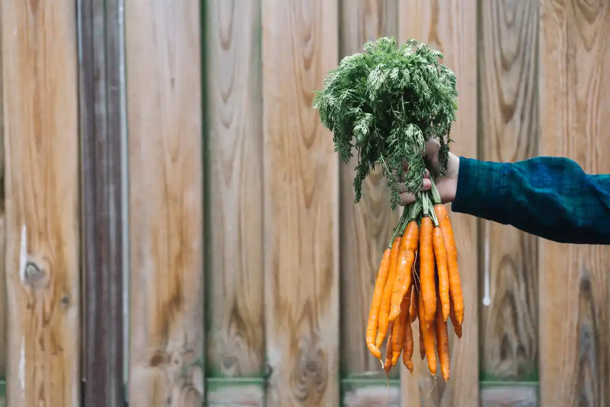 czech heirloom vegetable seeds garden