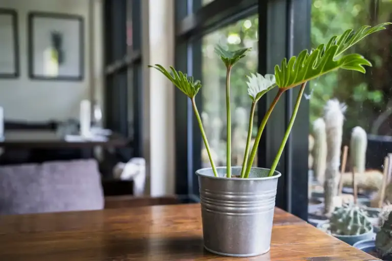 feng shui indoor plants arrangement sunny living room