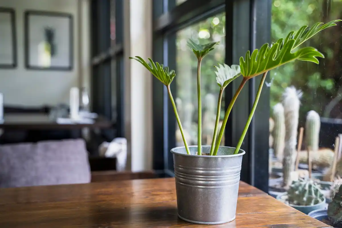 feng shui indoor plants arrangement sunny living room
