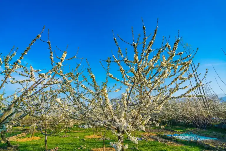 old plum tree orchard summer czech