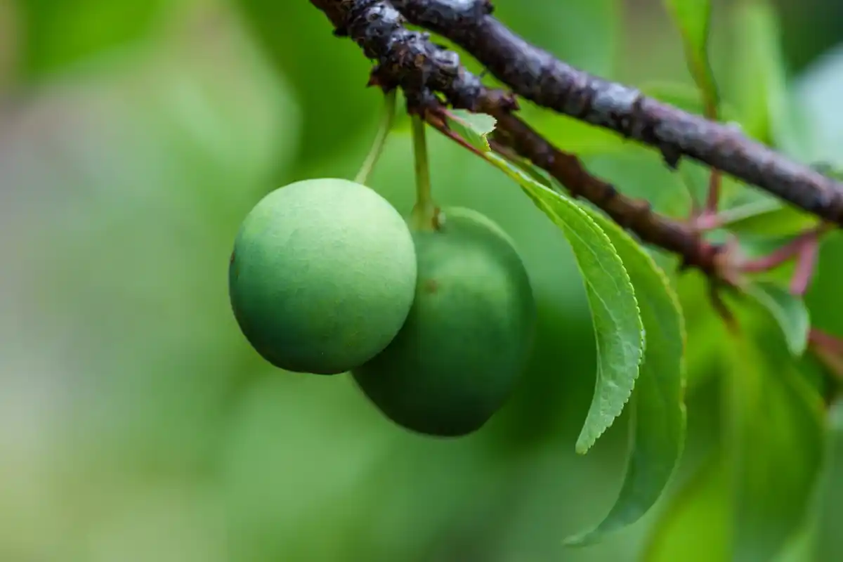 old plum tree orchard summer czech