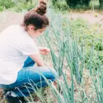 companion planting carrot onion Czech garden