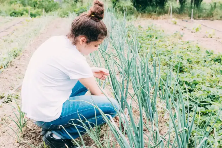 companion planting carrot onion Czech garden