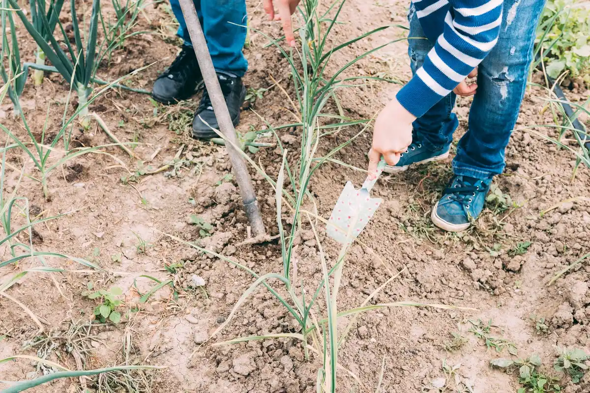 companion planting carrot onion garden