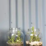 plant propagation water glass kitchen window herb cuttings