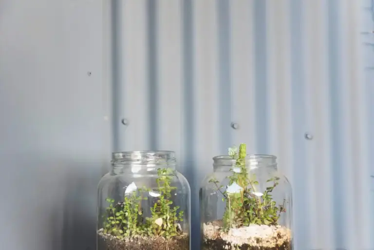 plant propagation water glass kitchen window herb cuttings