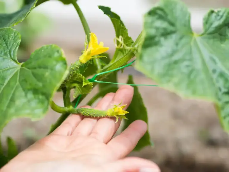 yellowing cucumber leaves plant problem diagnosis close up gardening