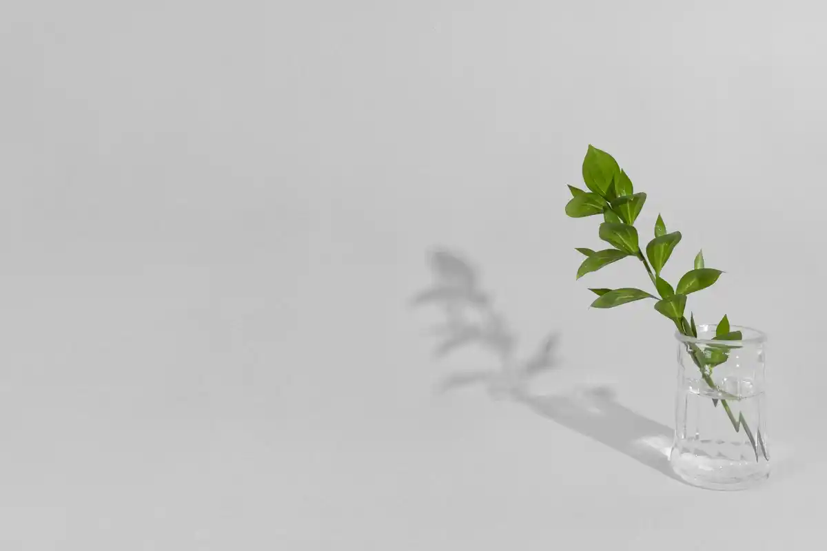 wilting houseplant dry soil minimalism