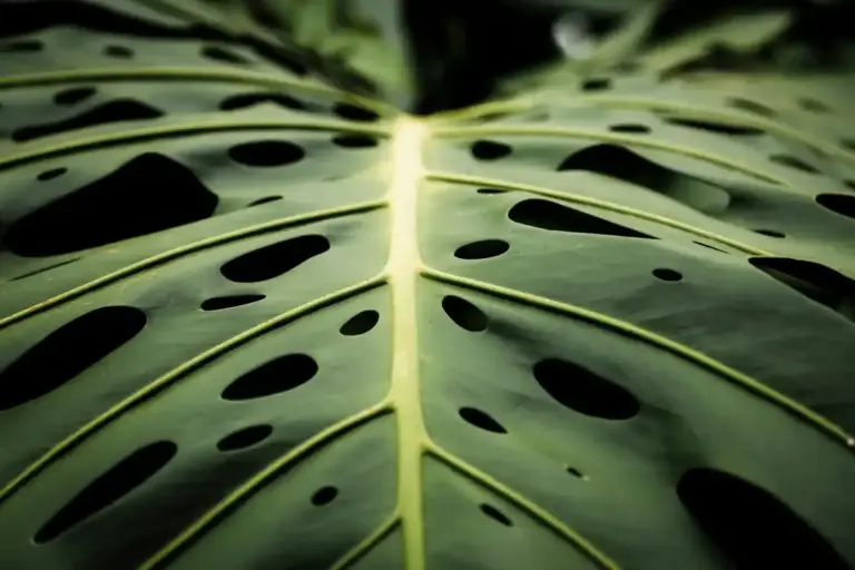 toxic monstera plant closeup
