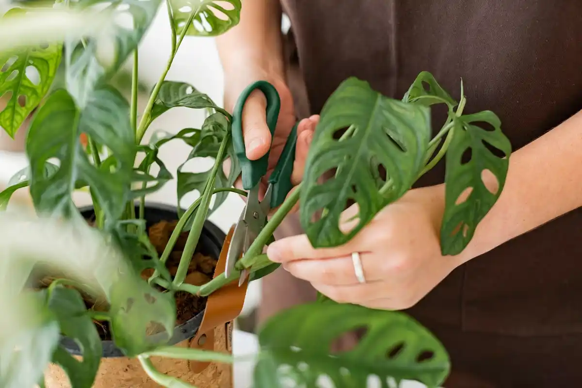 toxic monstera indoor window plant danger
