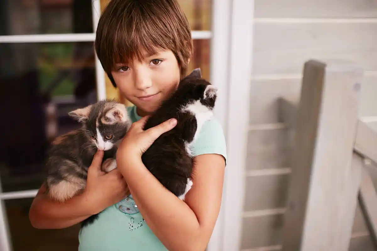 child cat near monstera toxicity danger