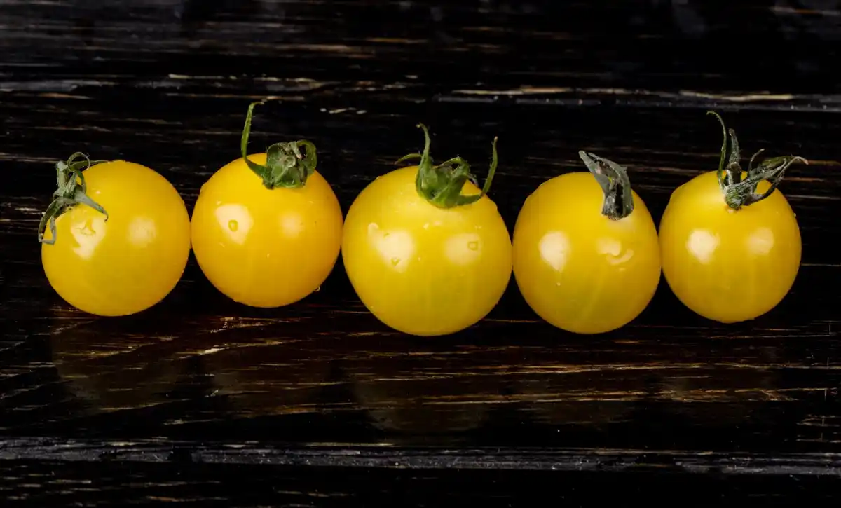 tomato plant yellow leaves closeup garden