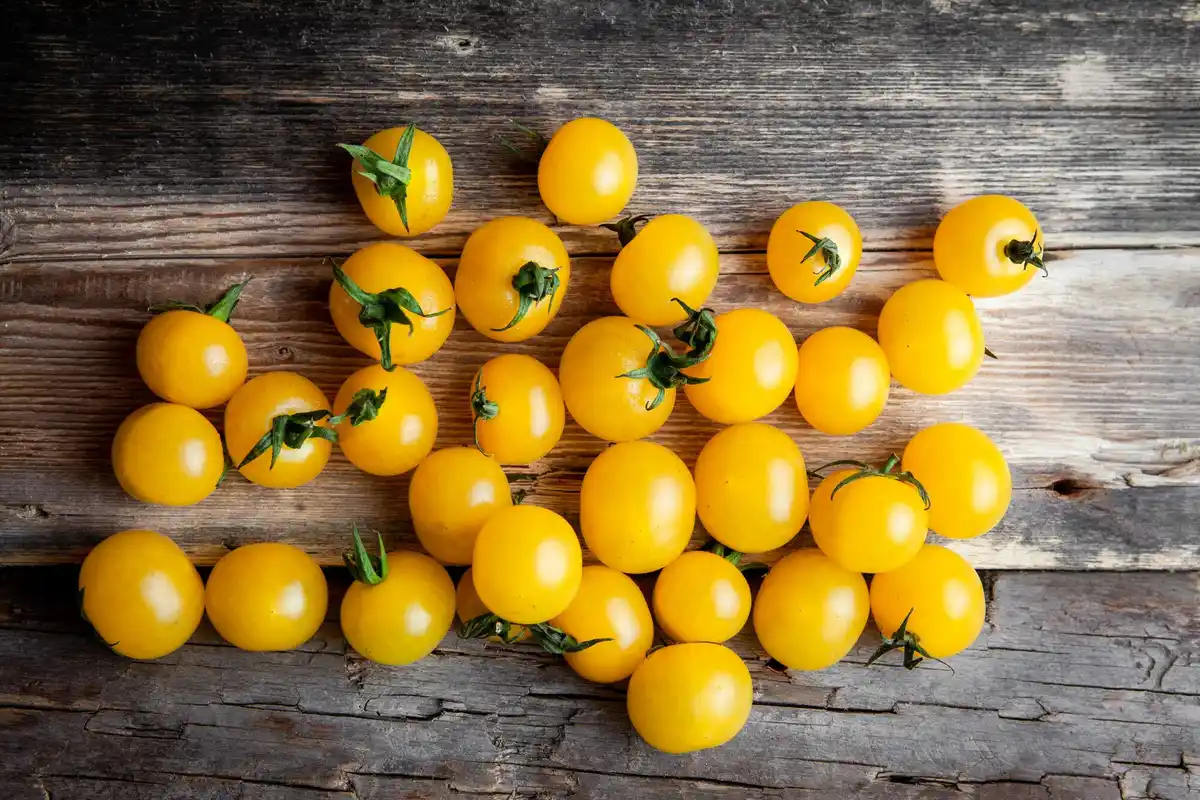 tomato plant yellow leaves closeup garden