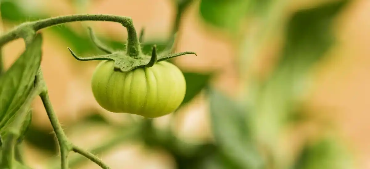 tomato diseases yellow leaves czech garden