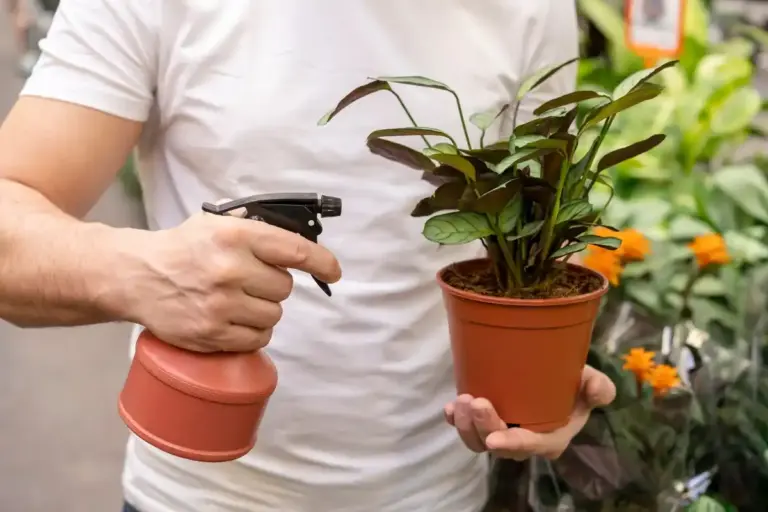 soap spray on indoor plants, pest control, close up, natural light