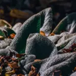 winter protect fruit tree Czech garden method frost