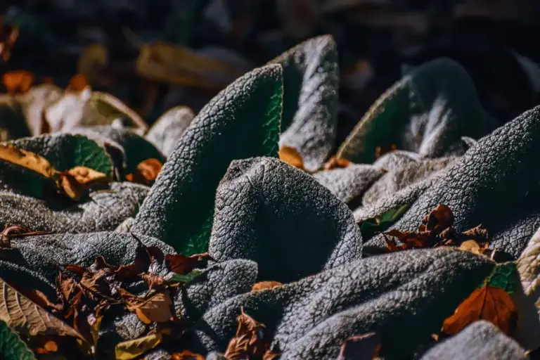 winter protect fruit tree Czech garden method frost