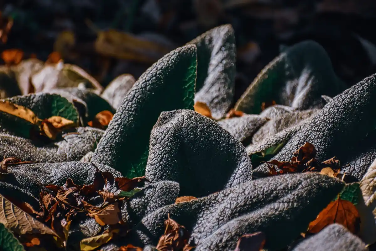 winter protect fruit tree Czech garden method frost