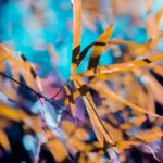 spraying plants sunlight burn macro czech garden