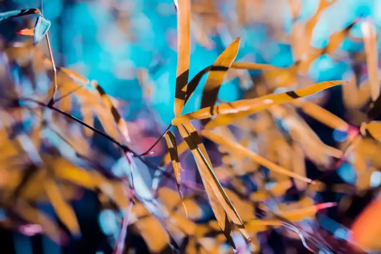 spraying plants sunlight burn macro czech garden