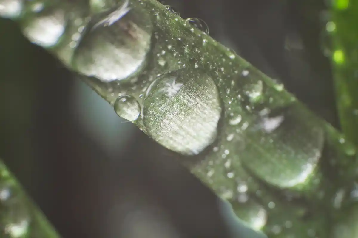 leaf sunlight water droplet closeup czech garden