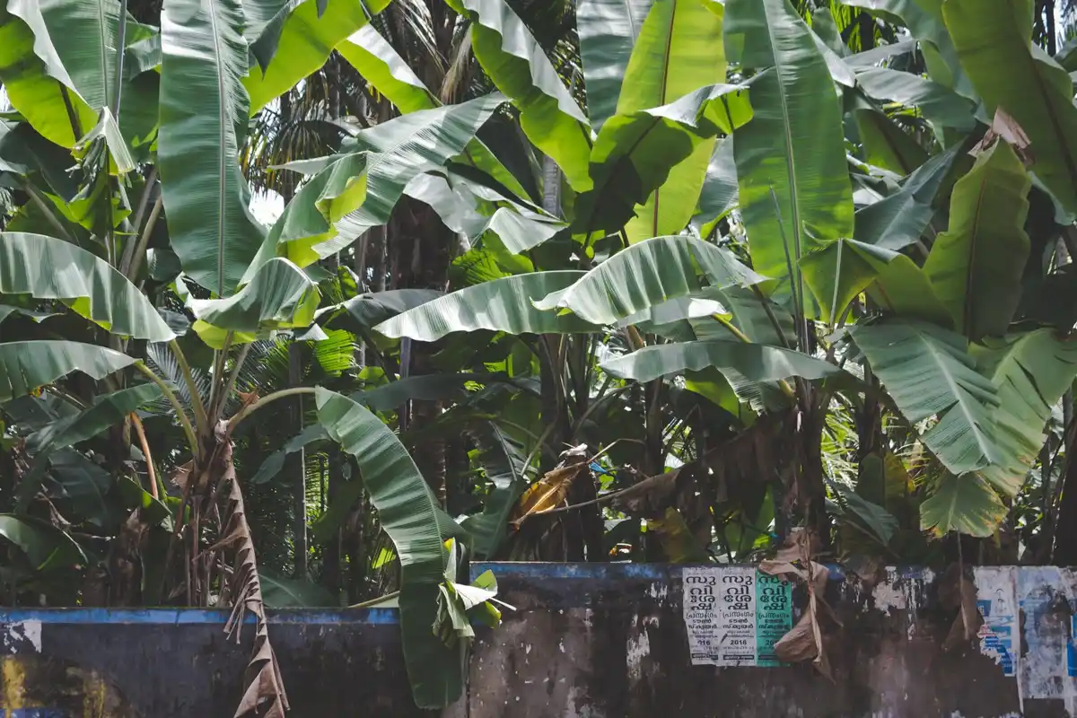 banana peels in garden Czech backyard