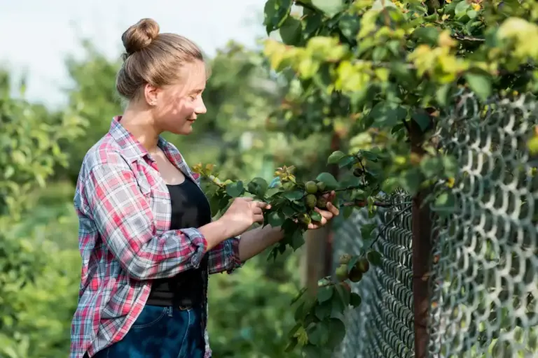 summer pruning fruit trees Czech republic orchard