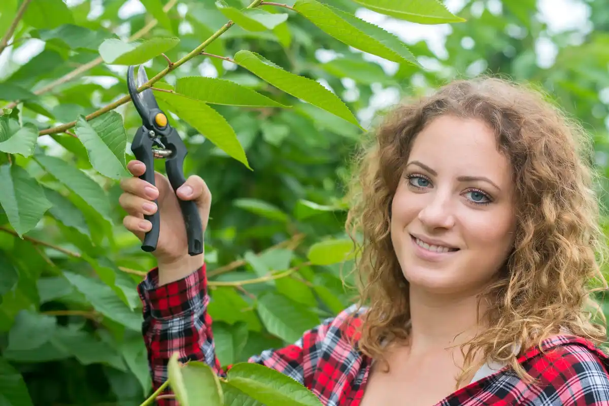 summer fruit tree pruning in orchard Czech