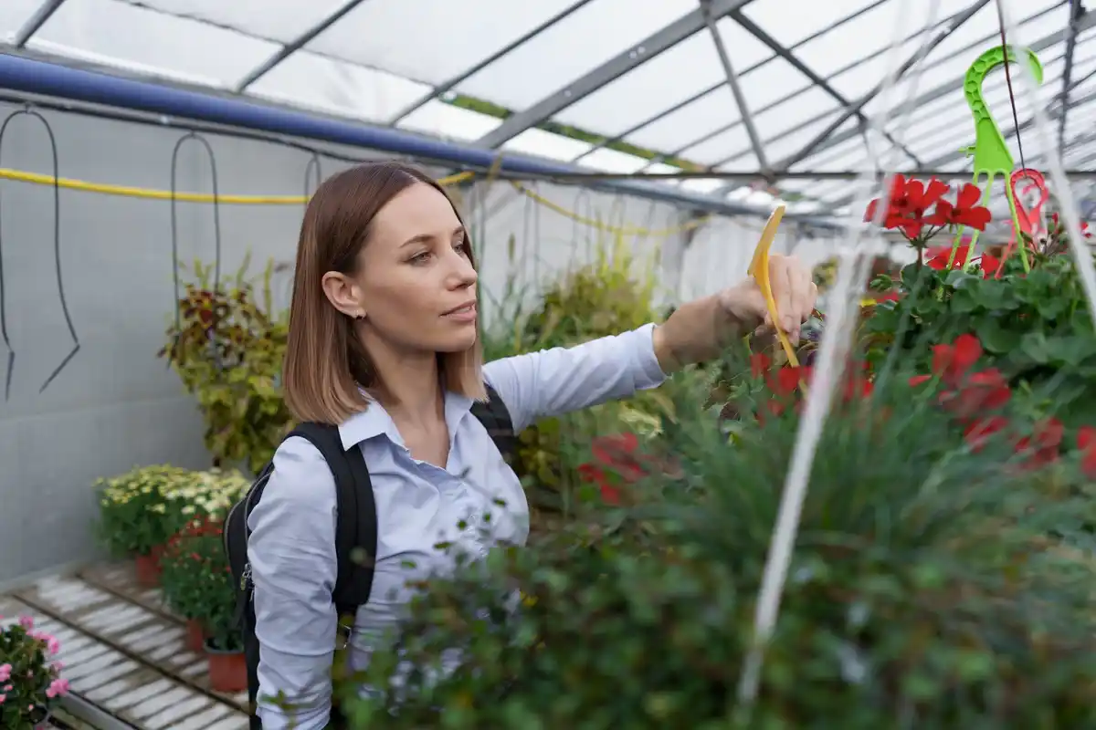 plastic bottles greenhouse garden