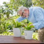 elderly Czech man lemon indoor plant Prague balcony