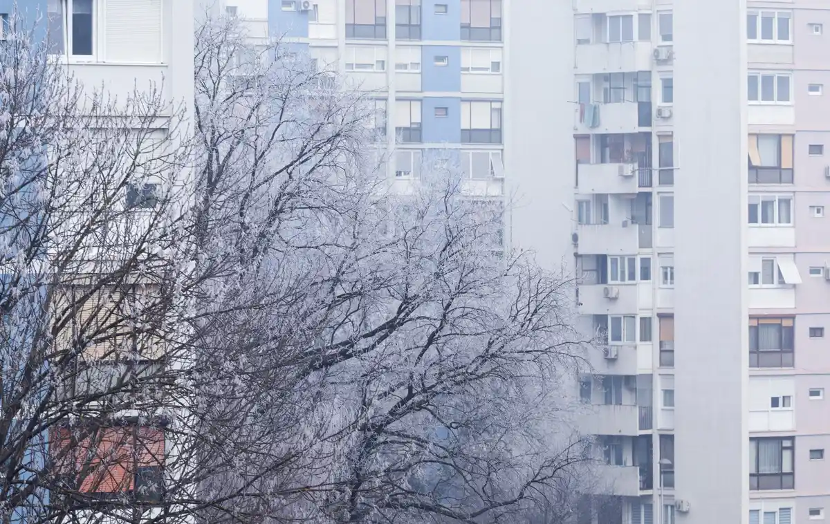 lemon tree on Prague balcony in winter