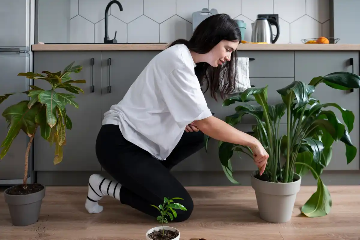 ficus benjamina bedroom allergy