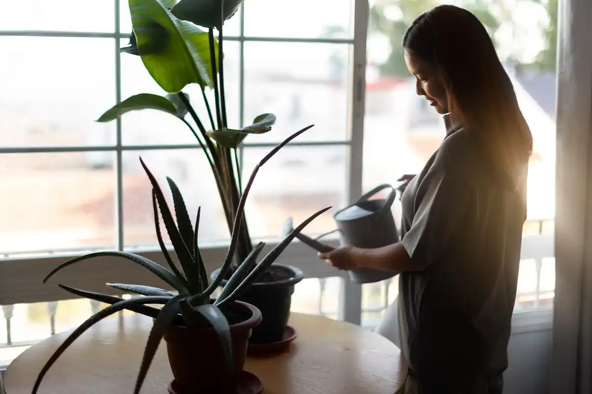 bedroom houseplants health risk ficus