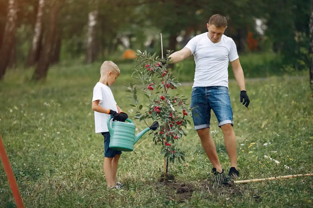 planting fruit tree in czech garden spring