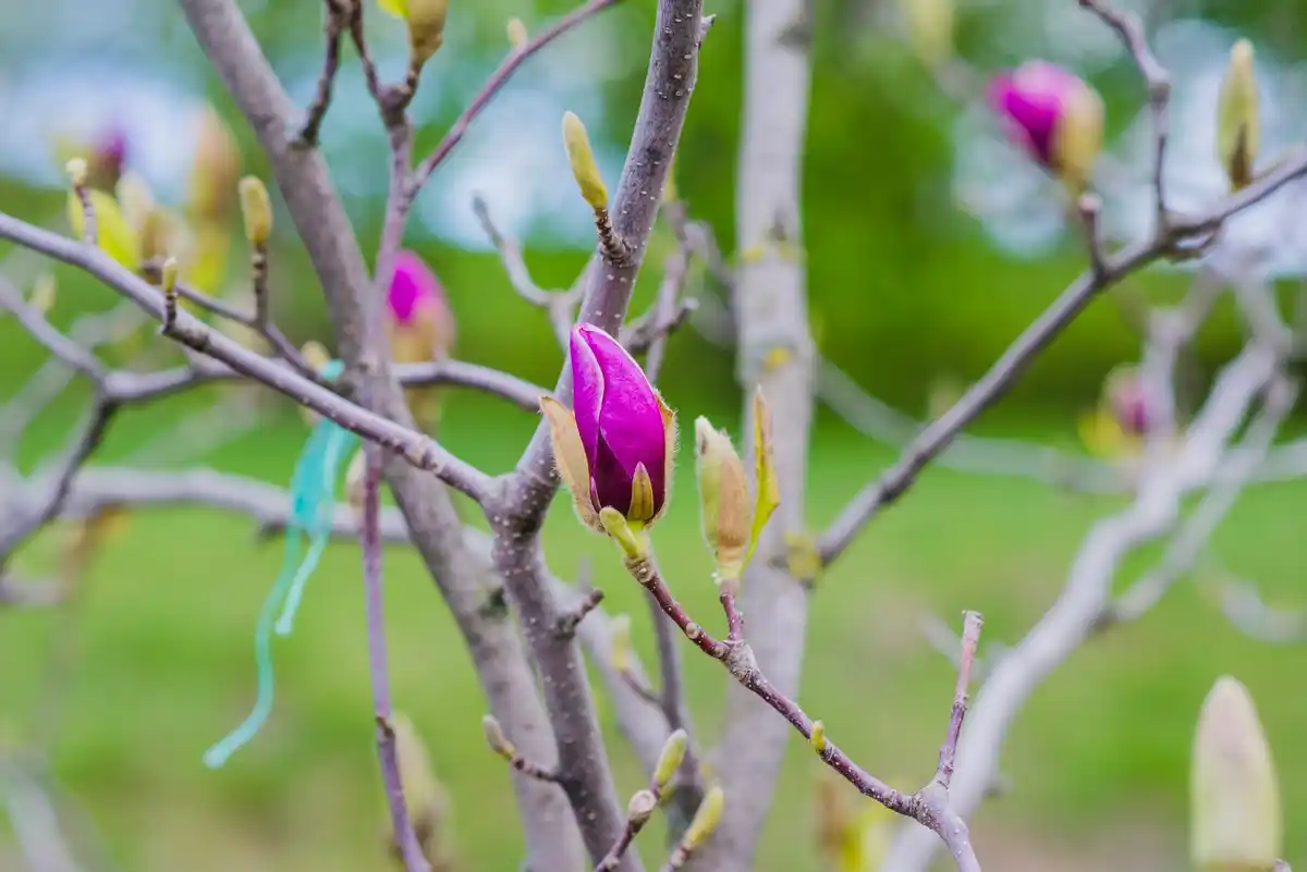 fruit tree pruning mistake czech spring garden