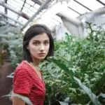 greenhouse ventilation error Czech mistake