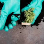 testing acidic garden soil Czech Republic