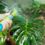 czech garden plant damage sunlight spraying