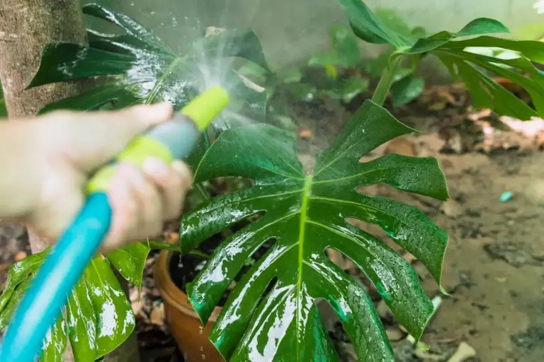 czech garden plant damage sunlight spraying