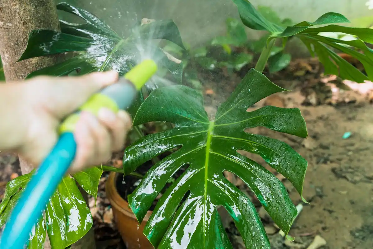 czech garden plant damage sunlight spraying