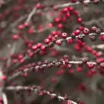 winter currant bush protection mistakes