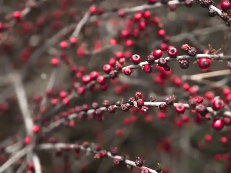 winter currant bush protection mistakes