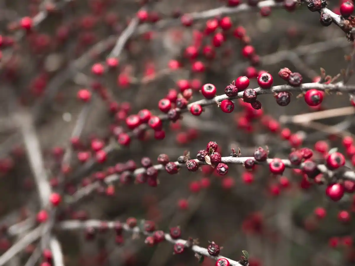 winter currant bush protection mistakes